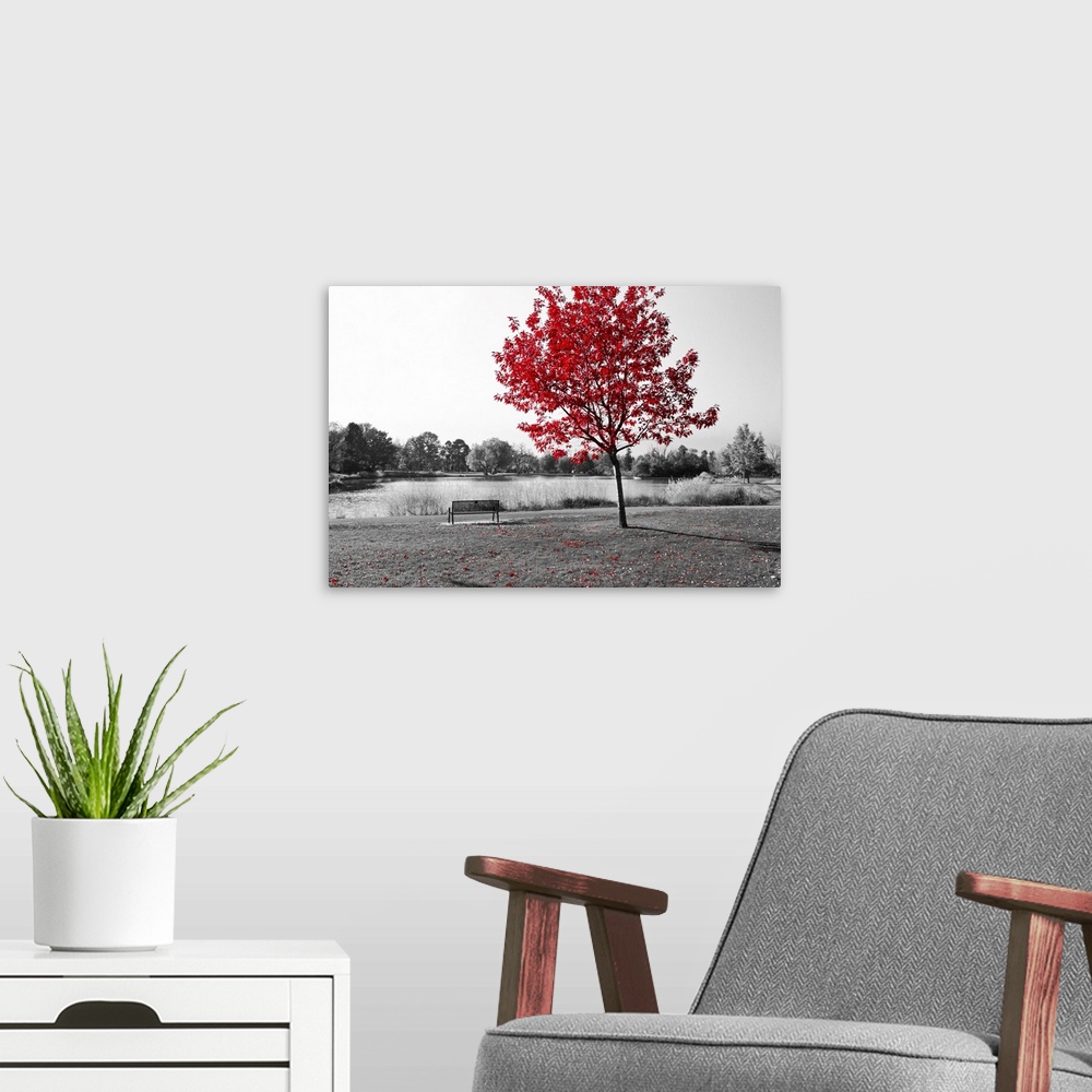 A modern room featuring Empty park bench under red tree in black and white.
