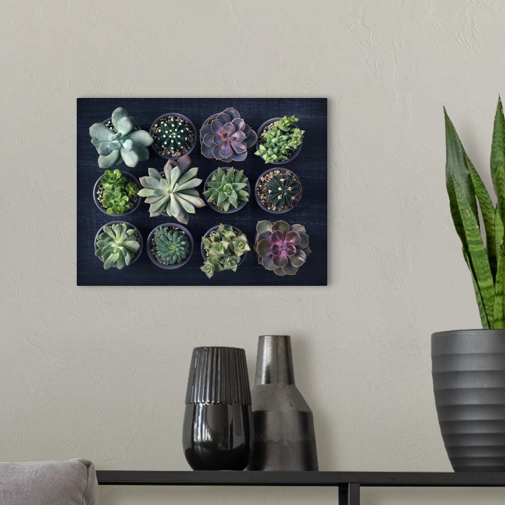 A modern room featuring Succulents On Black