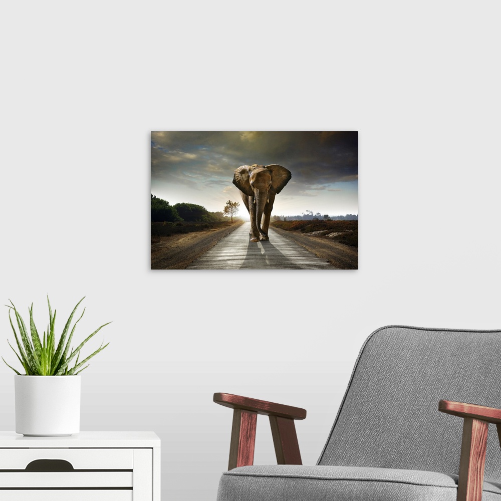 A modern room featuring Single elephant walking in a road with the sun behind.