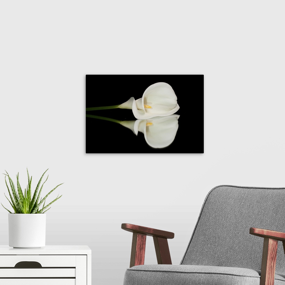A modern room featuring Single white calla lilly isolated on black background with reflection.