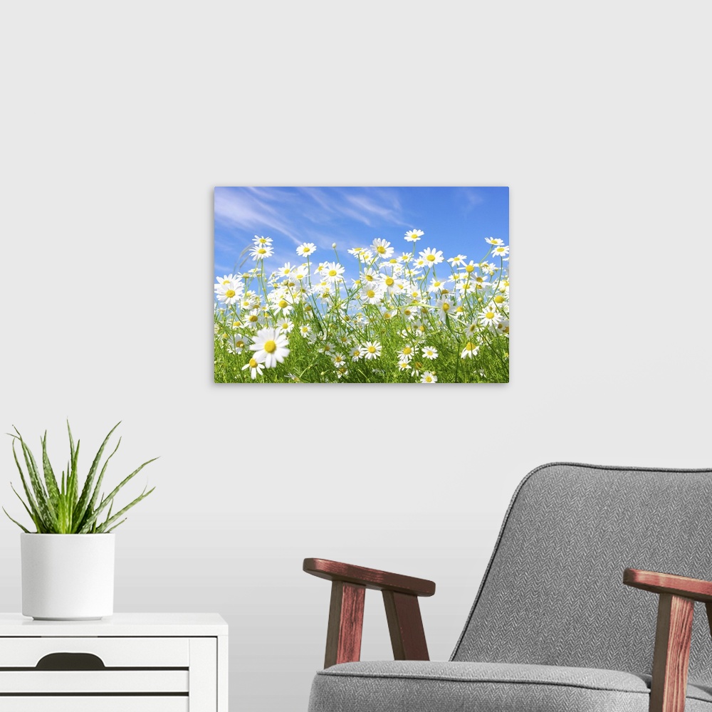 A modern room featuring White daisies on blue sky background.