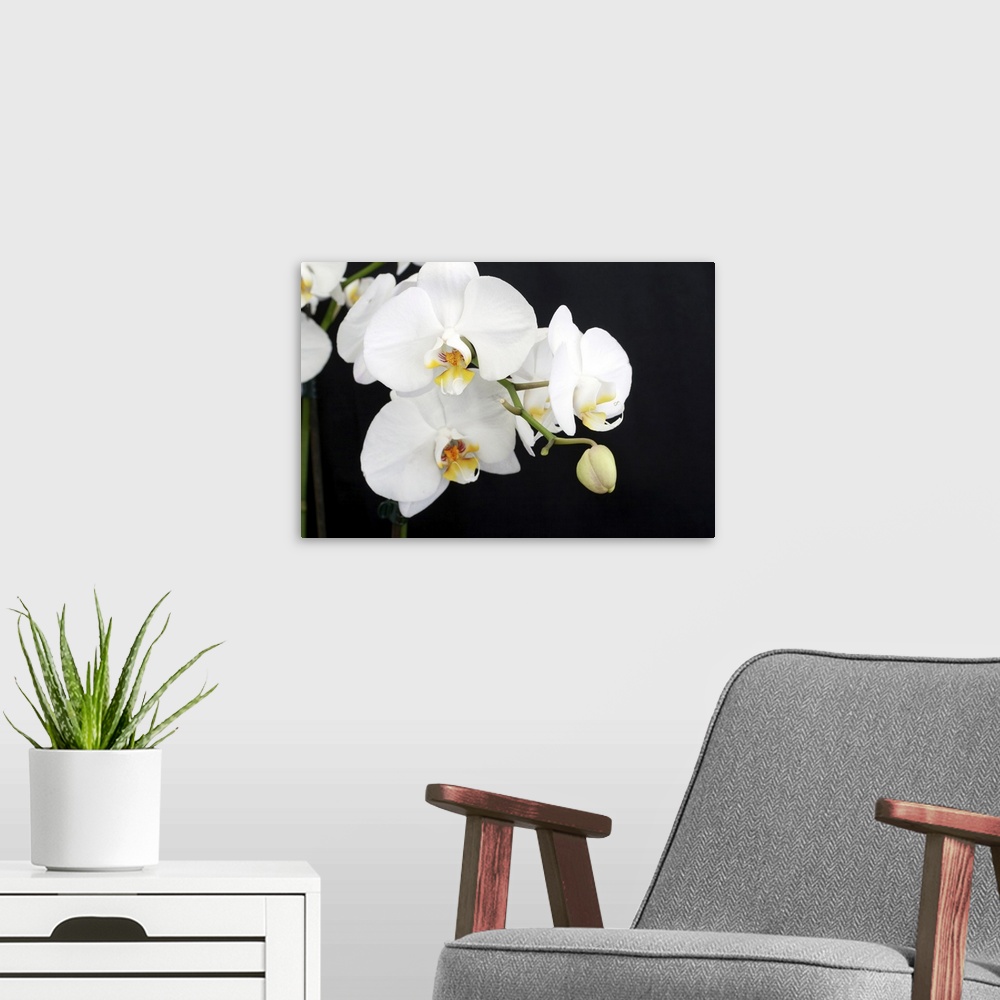 A modern room featuring Beautiful white Phalaenopsis orchid on black background.