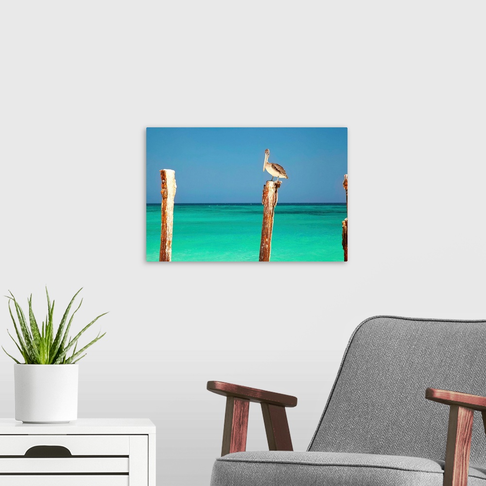 A modern room featuring Aruba, Druif Beach, Pelican on pylon