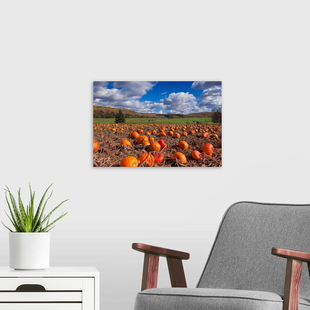 A modern room featuring Canada, Quebec, Hautes Laurentides, field of Pumpkins
