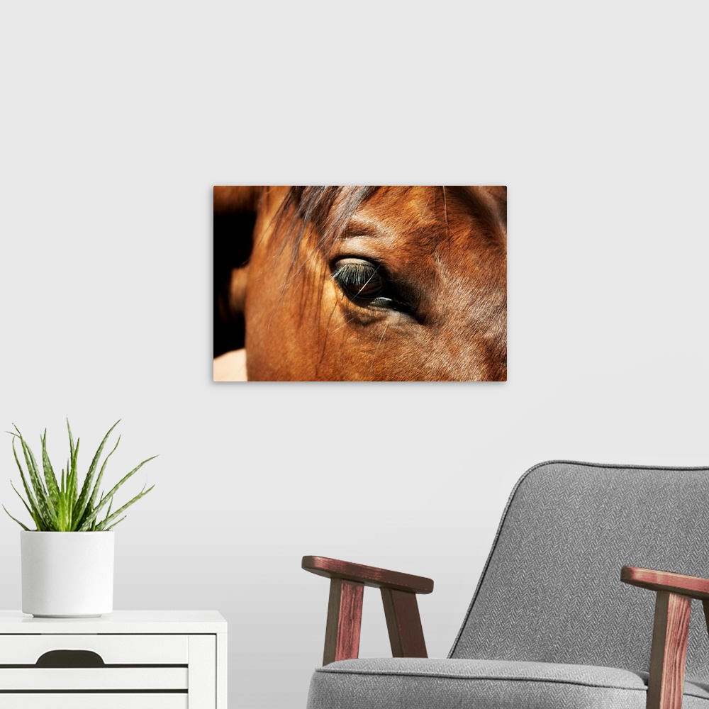 A modern room featuring Close-up of horse