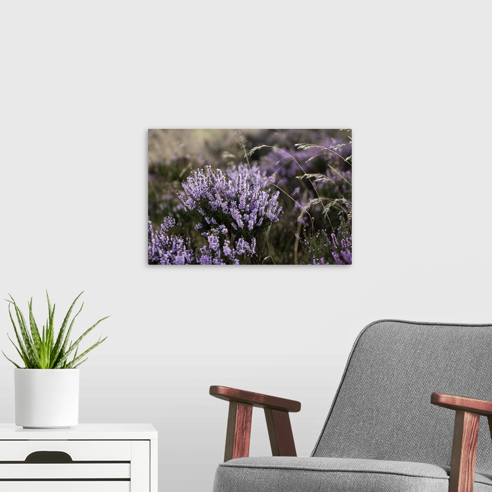 A modern room featuring England, North Yorkshire Moors National Park, Heather on the moors