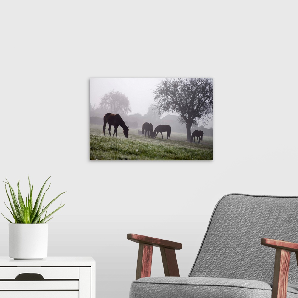 A modern room featuring France, Normandy, Normandie, Typicall view of horses in the fields