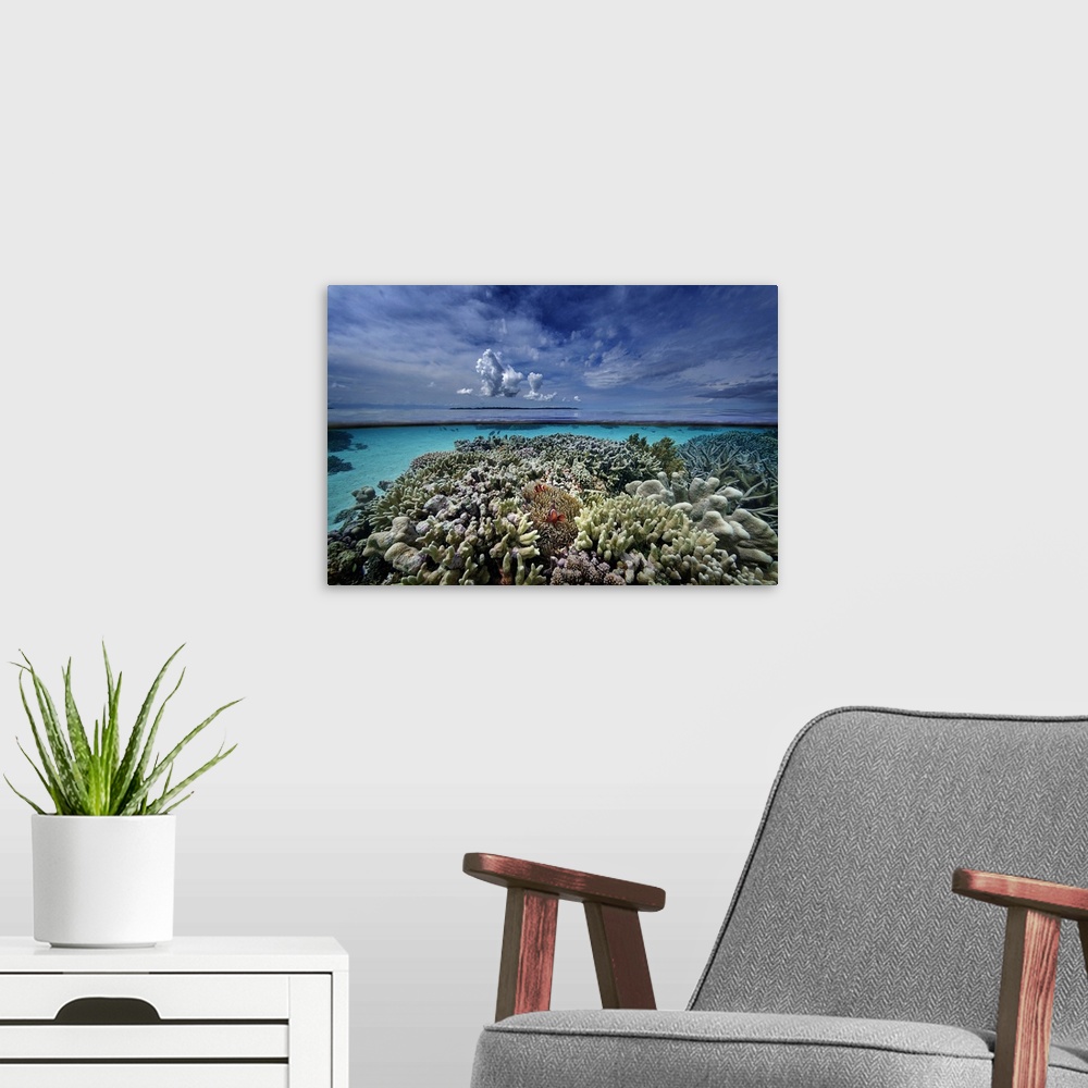 A modern room featuring Indonesia, Sulawesi Island, Coral reef, winning picture of the Voice of the Ocean 2014 competitio...