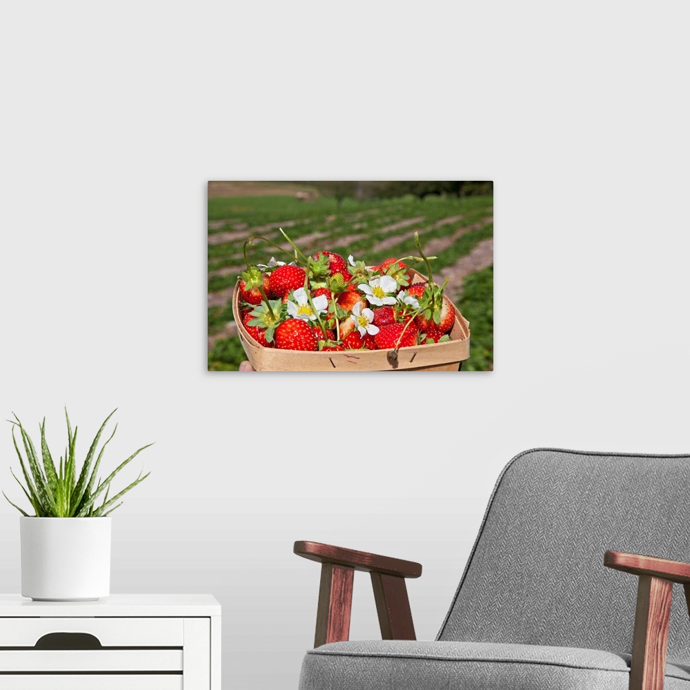 A modern room featuring New York, Farm Strawberries