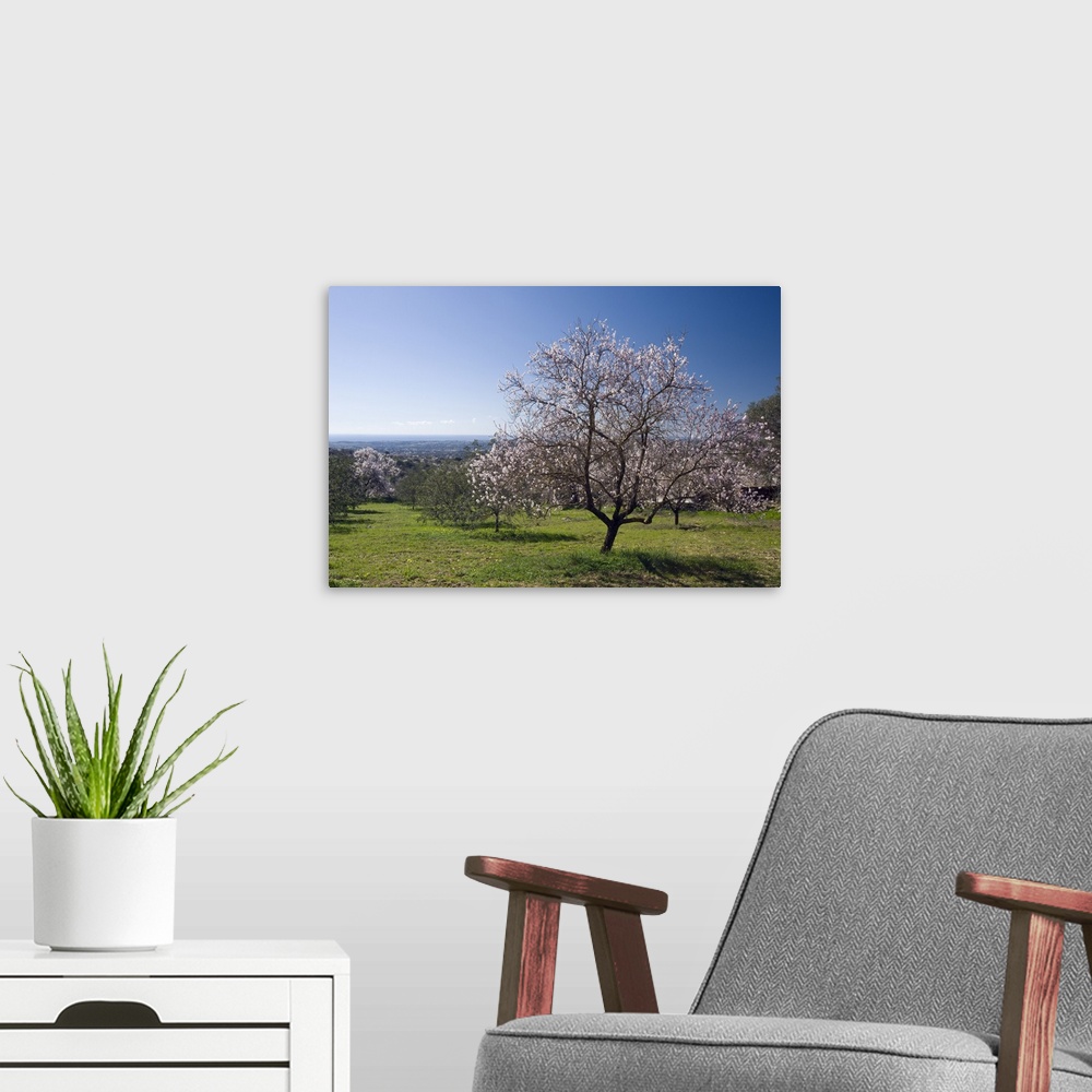 A modern room featuring Portugal, Faro, Algarve, Loule, Almond orchard with trees in flower in Spring