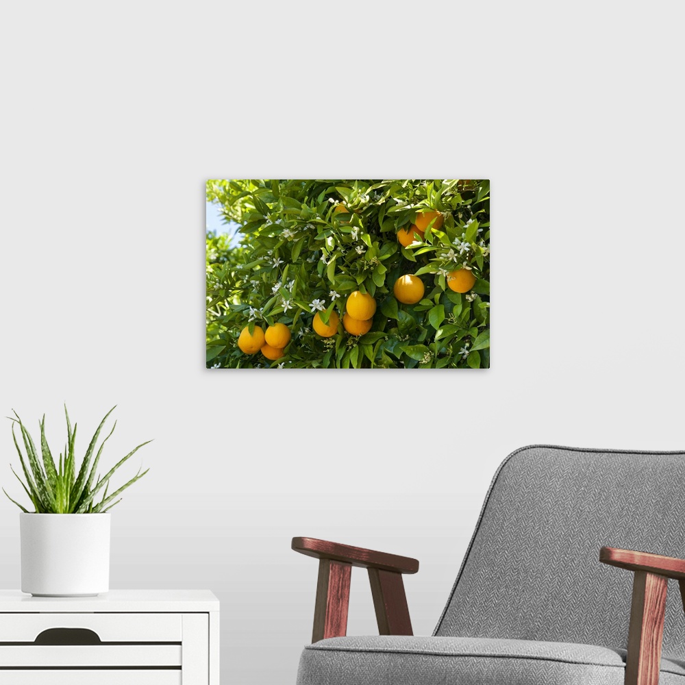 A modern room featuring Portugal, Faro, Silves, Oranges and blossom on a tree in an Algarve orange grove