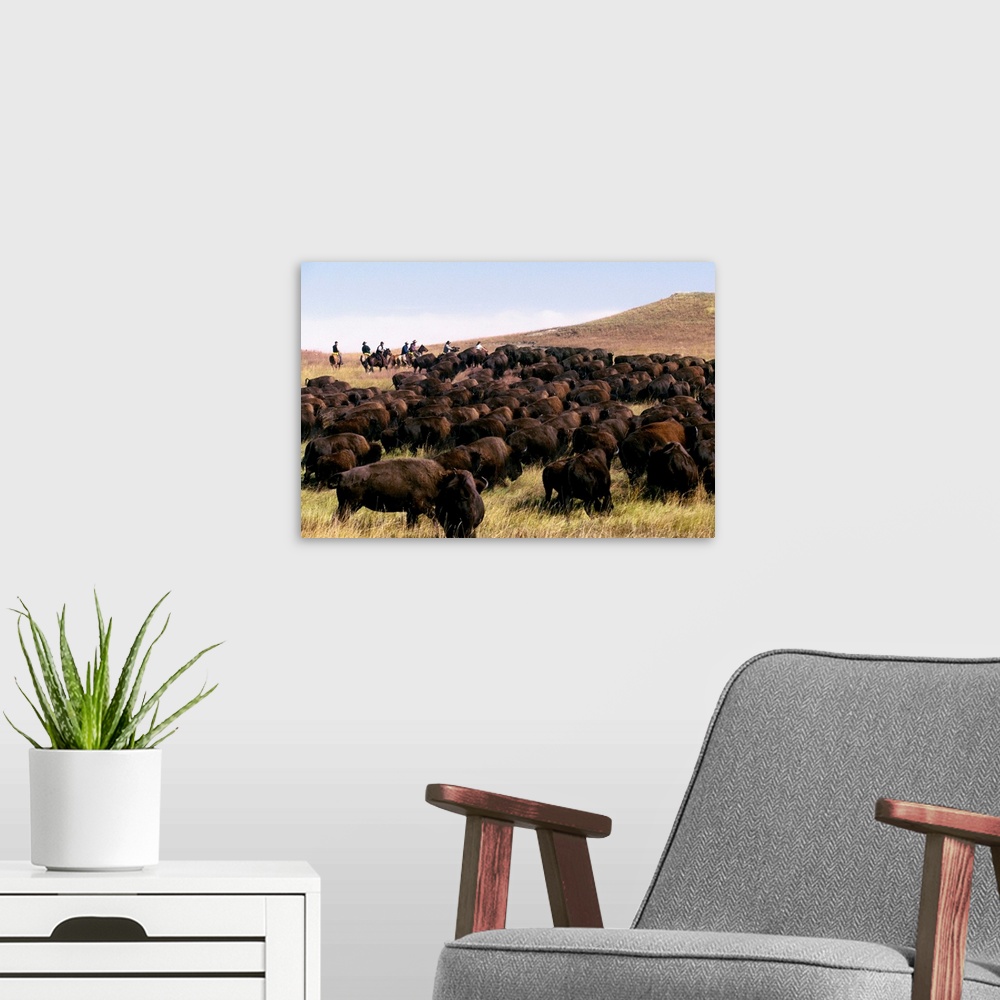 A modern room featuring South Dakota, Black Hills, Custer State Park, Buffalo Roundup