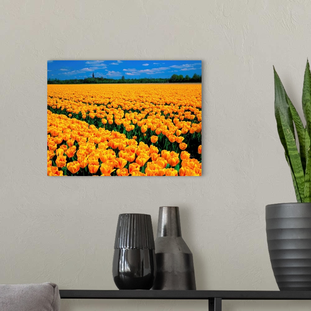 A modern room featuring Yellow tulip field