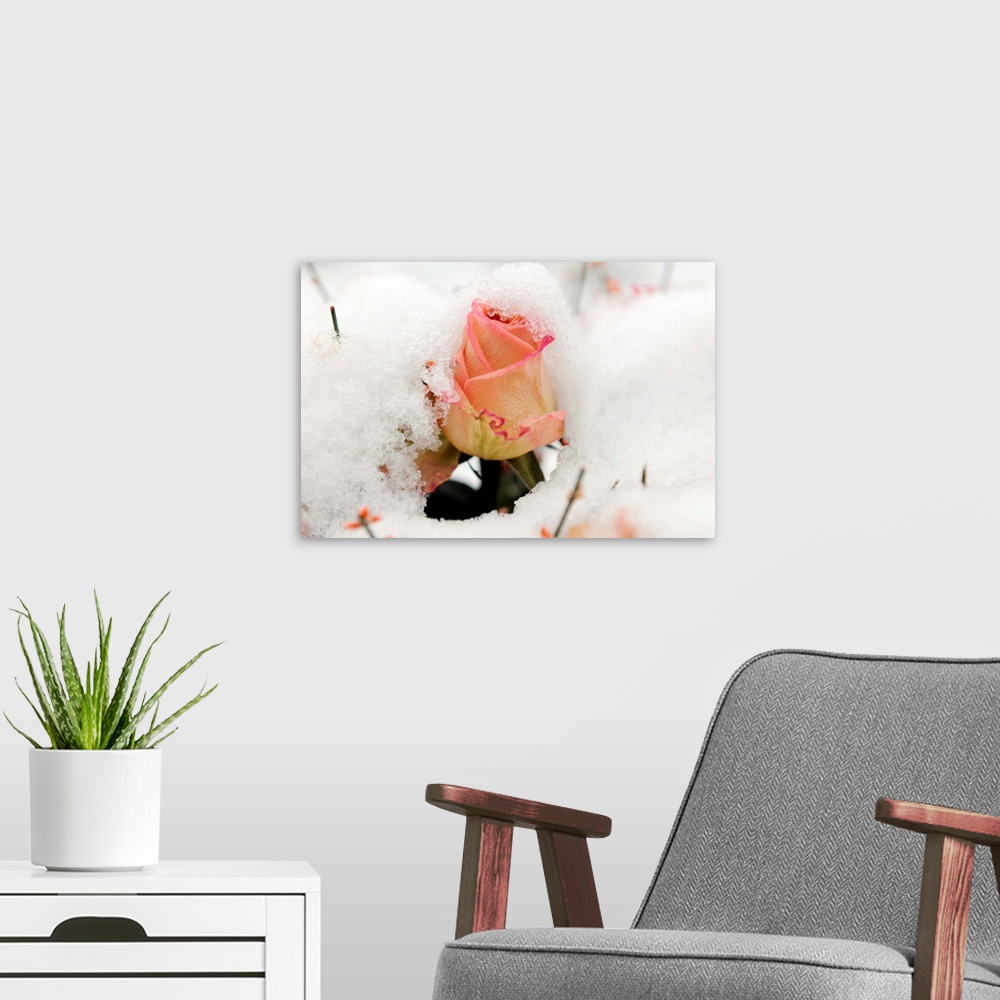 A modern room featuring A Snowy Rose