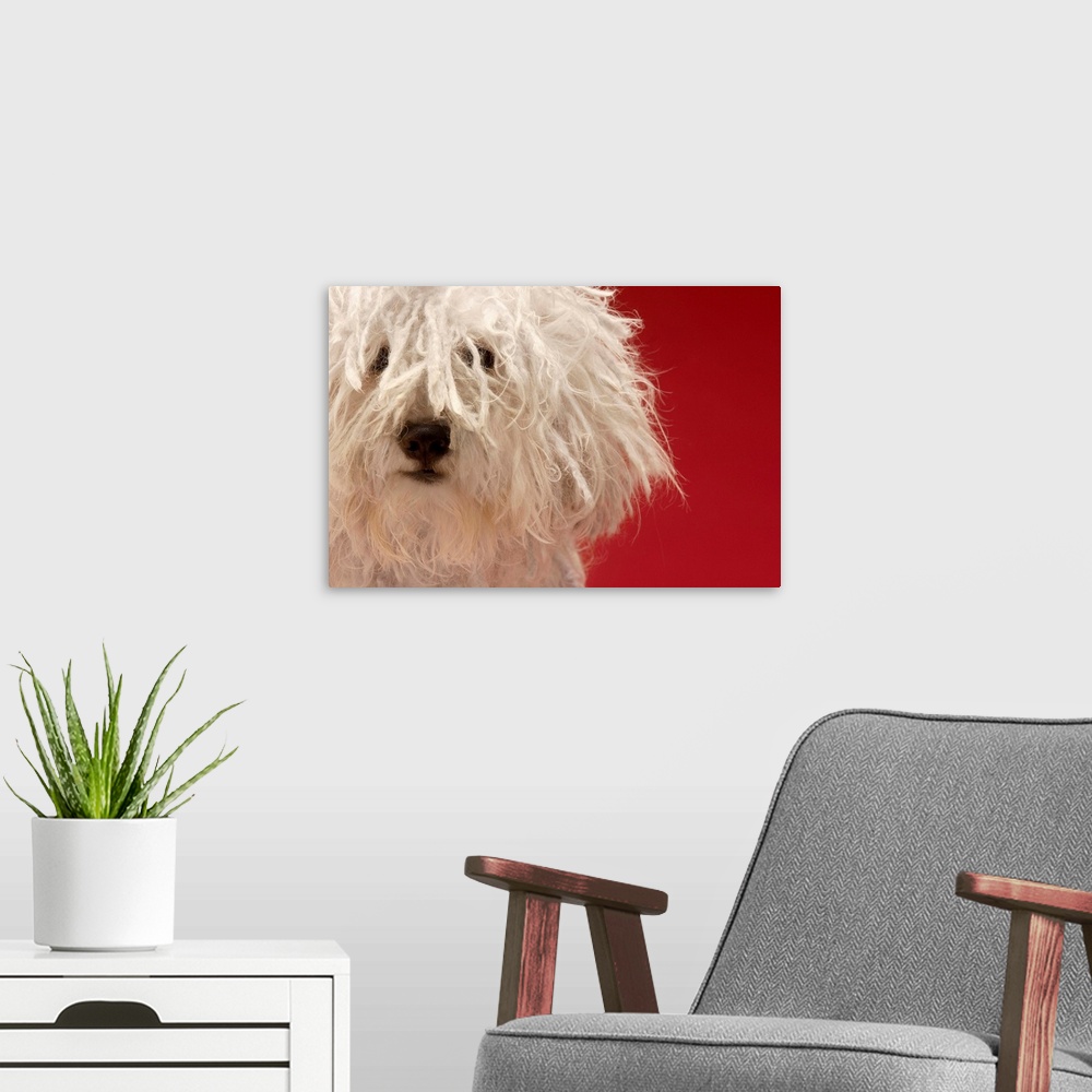 A modern room featuring Cute Komondor Dog, Close-Up