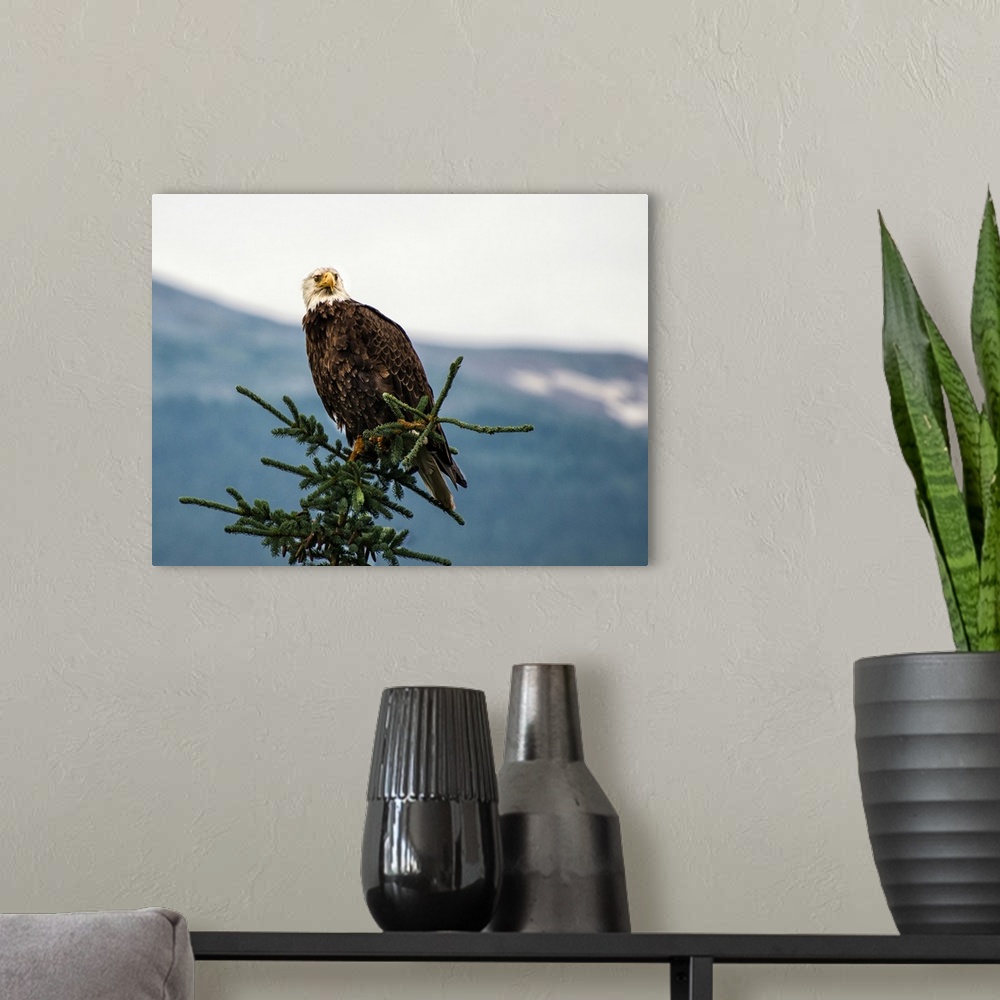 A modern room featuring Wildlife photograph of a bald eagle on top of a pine tree with a silhouetted mountain in the dist...