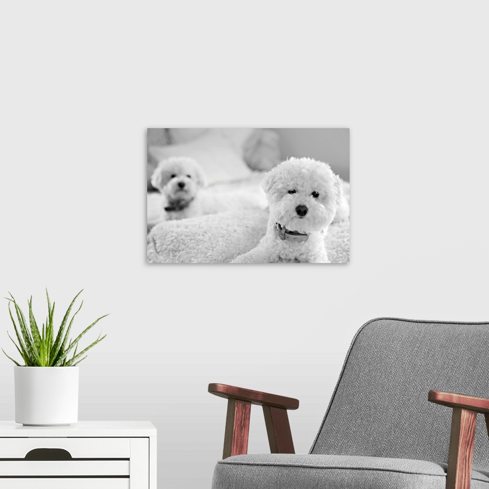 A modern room featuring Bichons, Black and White