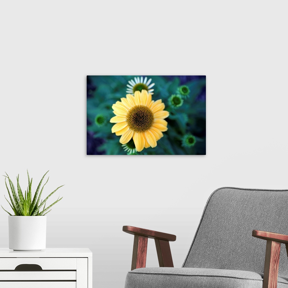 A modern room featuring Cone Flowers II