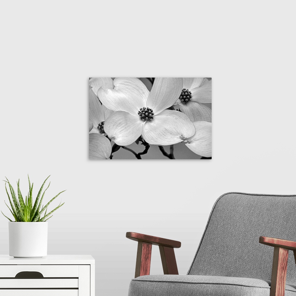 A modern room featuring Close up, horizontal photograph of dogwood blossoms.