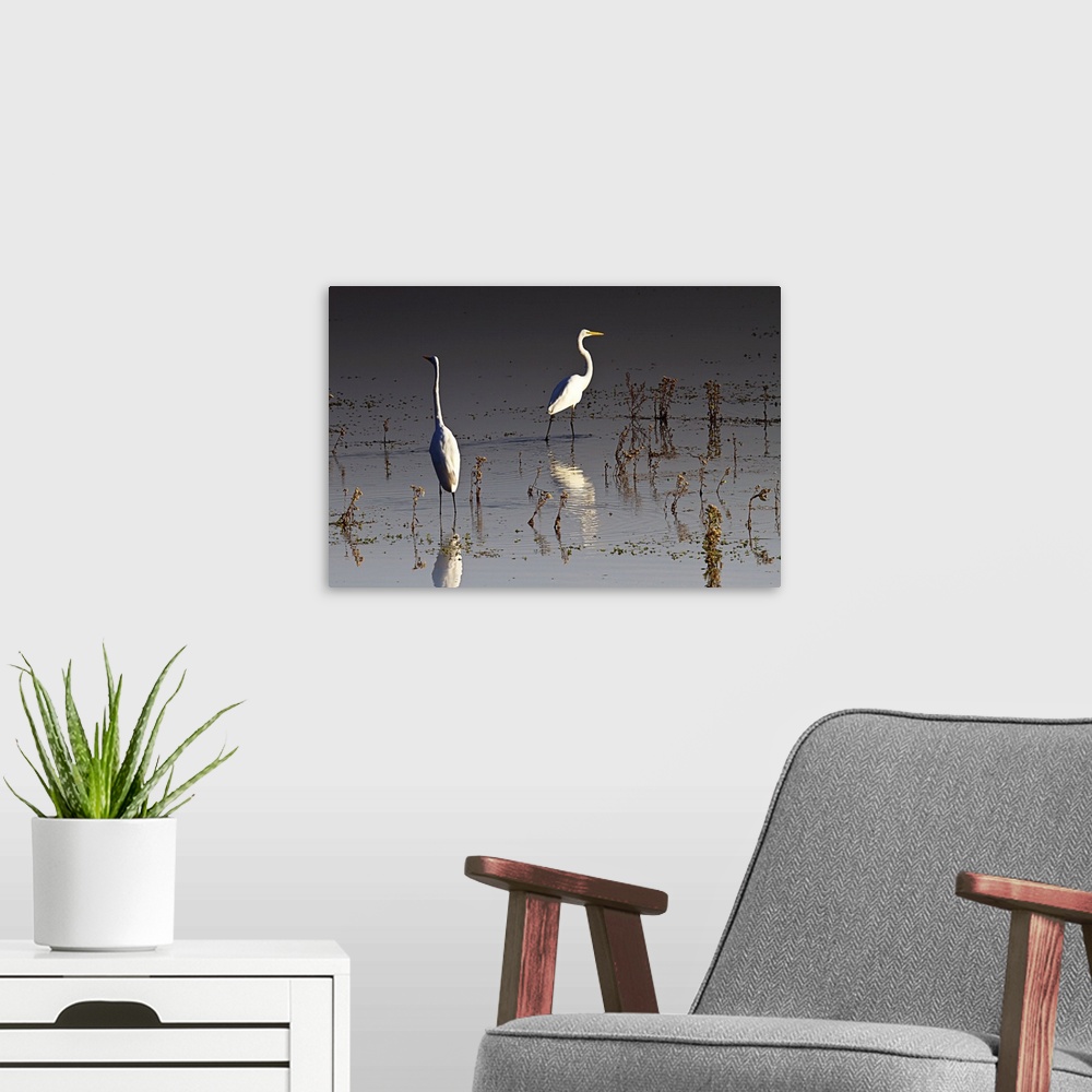 A modern room featuring Early Morning Egrets 1