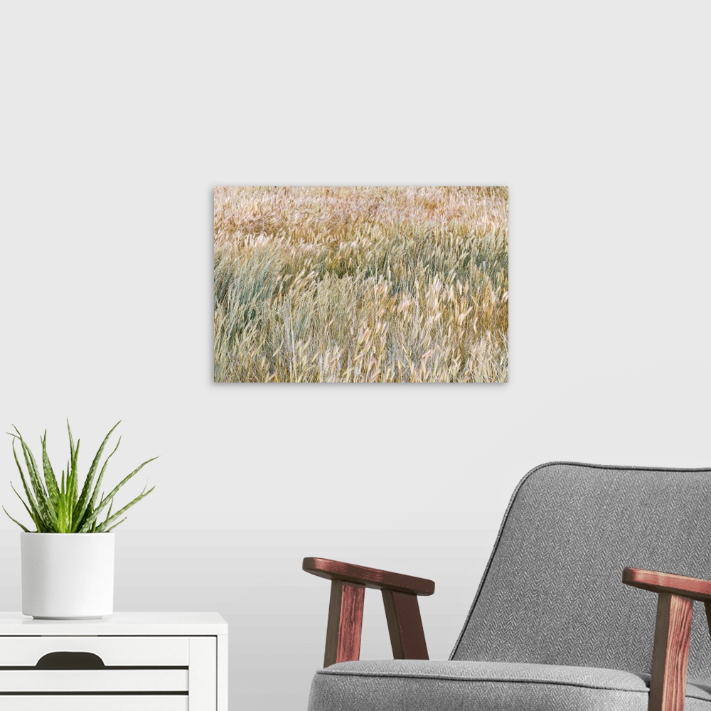 A modern room featuring Foxtail barley blowing in the wind - Oregon, Cottonwood Canyon State Park. Photographed at 50.6 m...