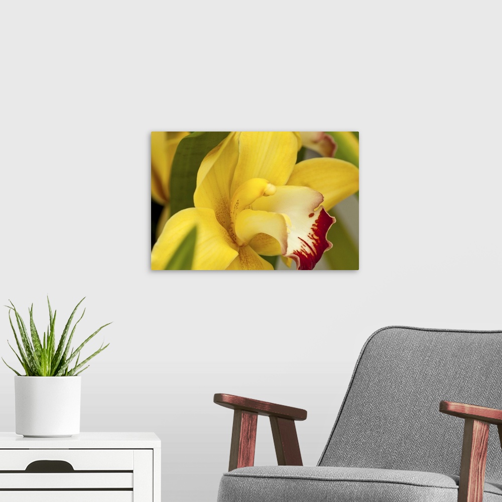 A modern room featuring Lemon Colord Orchid with Red Lips Showing Green Leaves