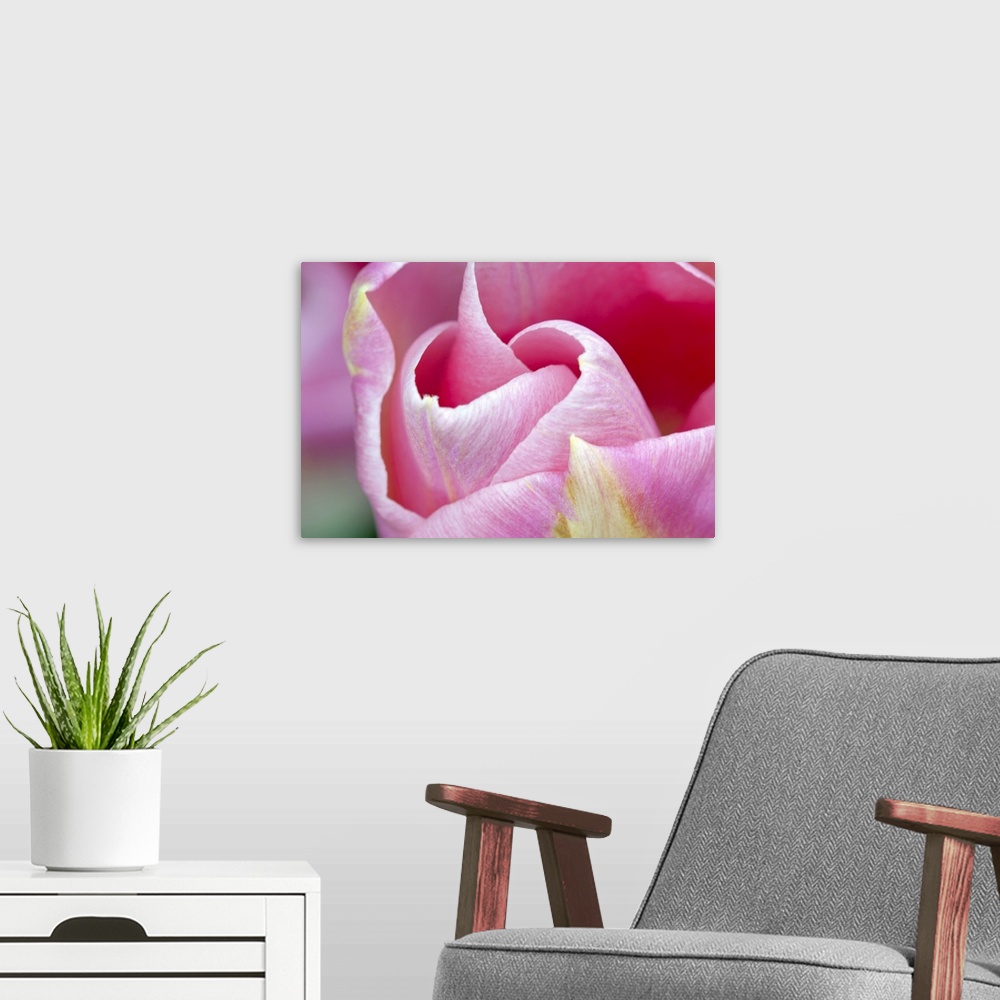 A modern room featuring Pink Tulip I