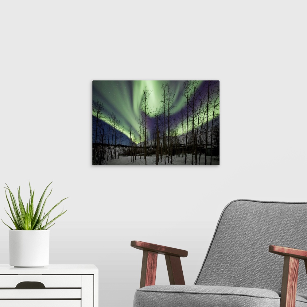 A modern room featuring Silhouetted trees and aurora borealis band