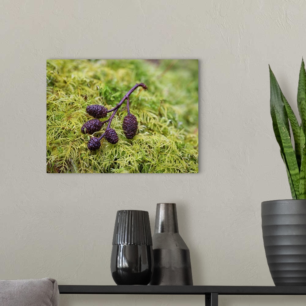 A modern room featuring Tiny Alder Cones on Fern Moss