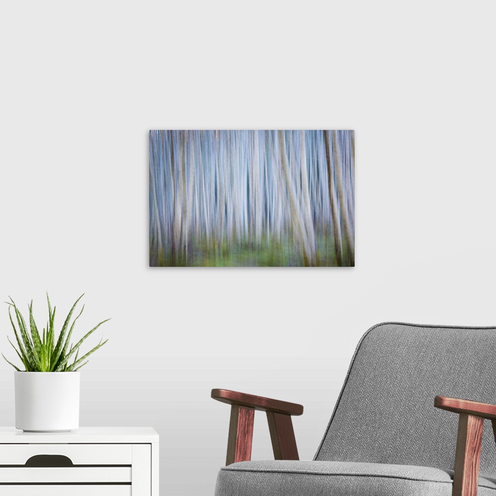 A modern room featuring Blurred image of a forest of thin trees, creating an abstract image.