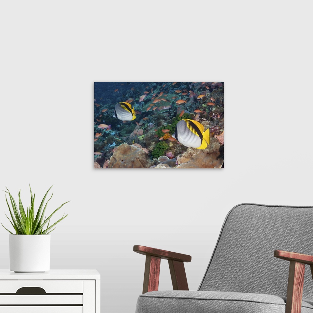A modern room featuring Underwater life; FISH: a pair of colorful Lined Butterflyfish (Chaetodon lineolatus) swimming ove...