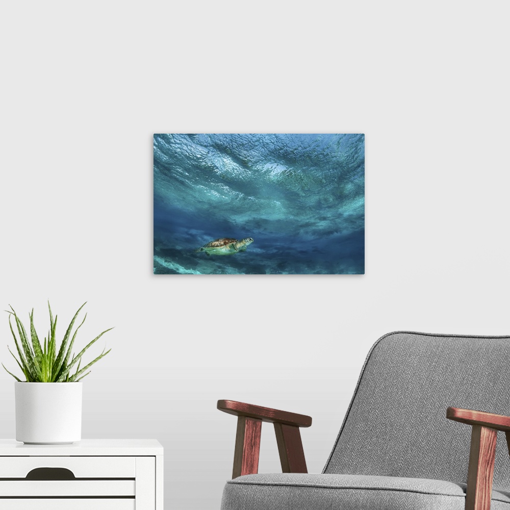 A modern room featuring Sea turtle near the surface in bad weather.