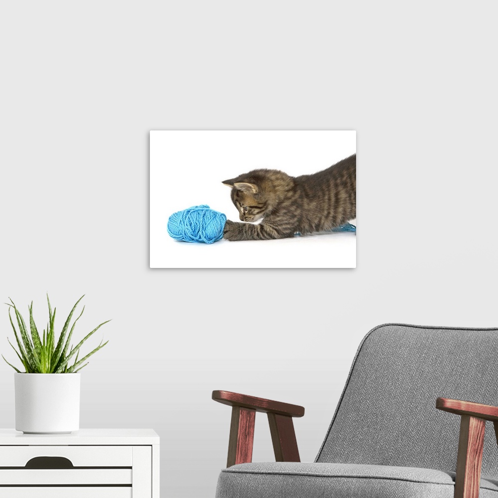 A modern room featuring A young Tabby kitten playing with wool.