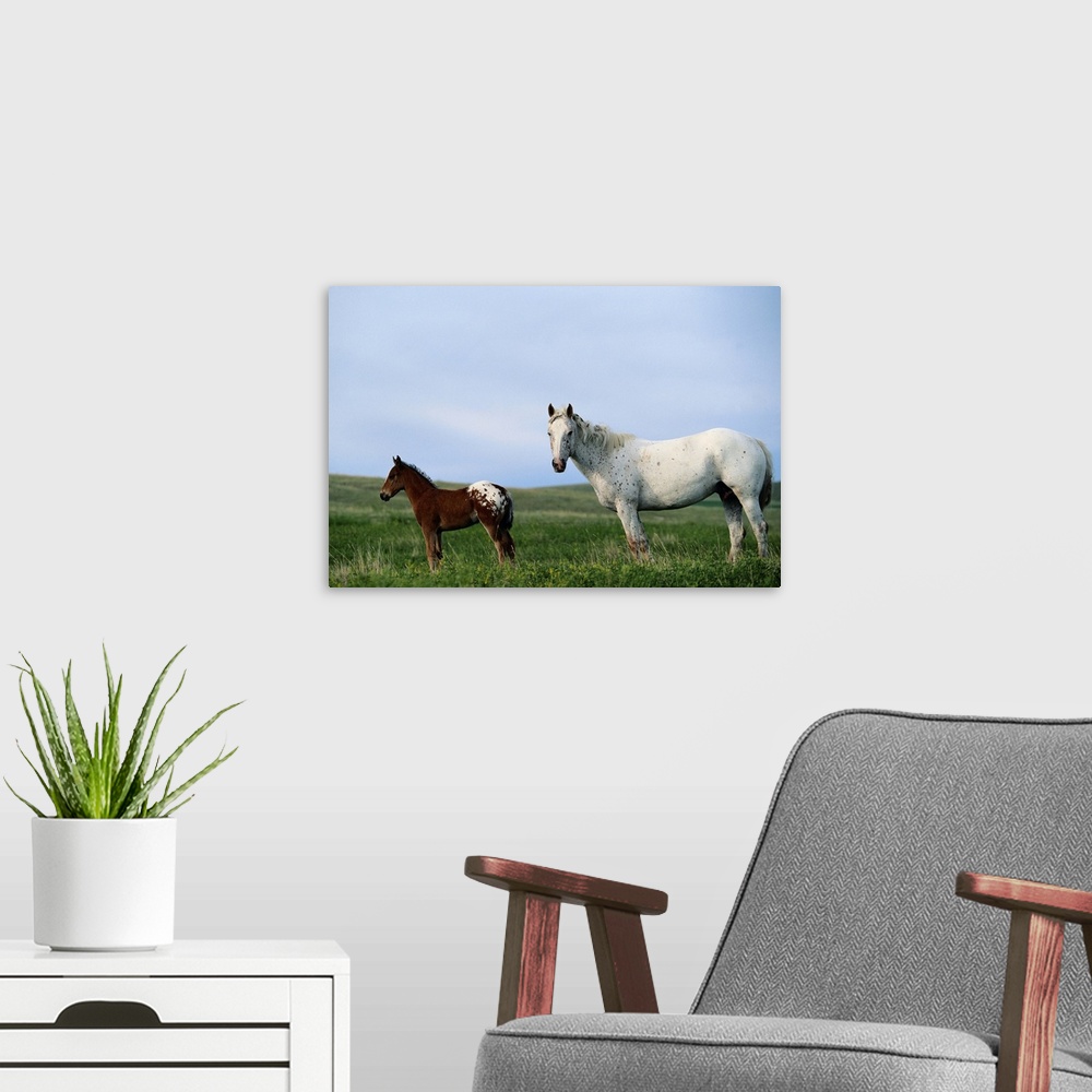 A modern room featuring Appaloosa mare and colt standing in pasture