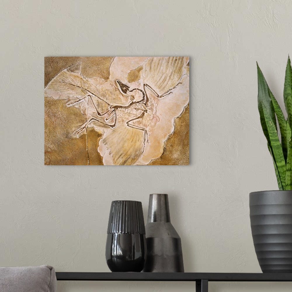 A modern room featuring Archaeopteryx Lithographica Fossil