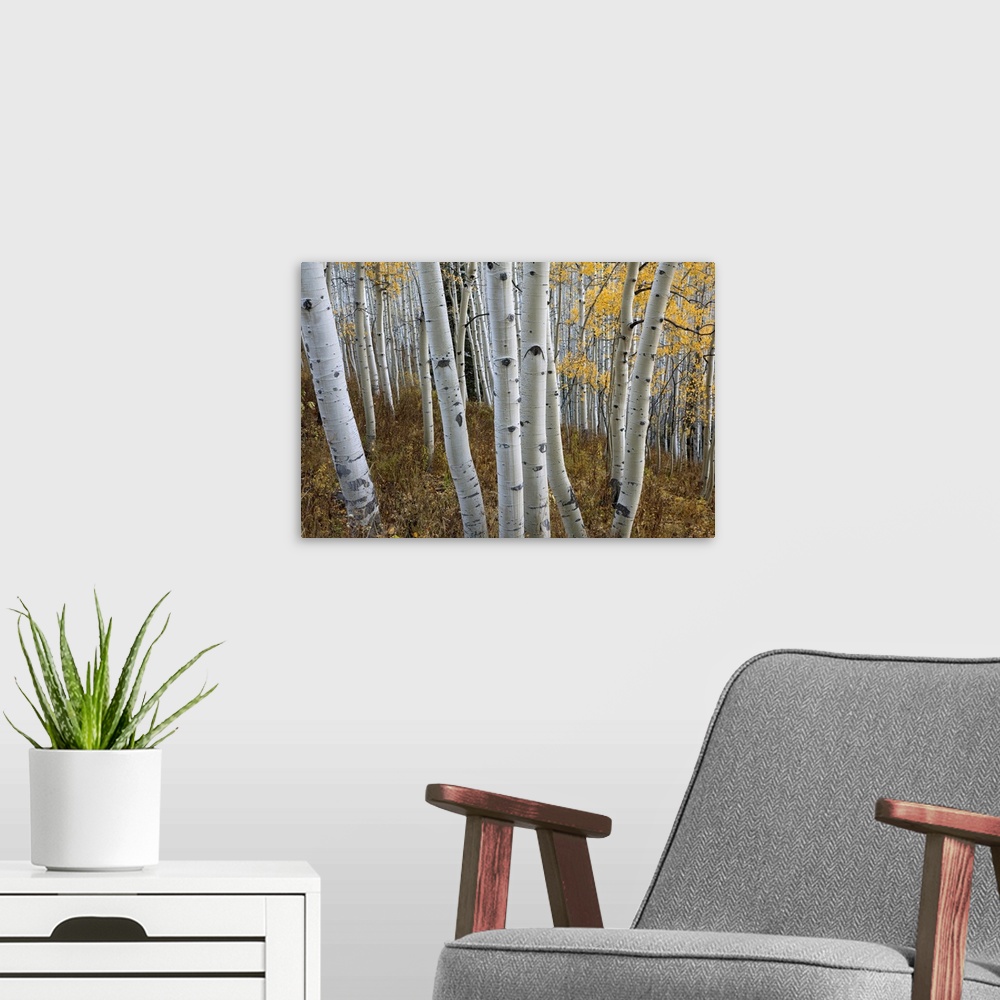 A modern room featuring Autumn leaves on trees in forest