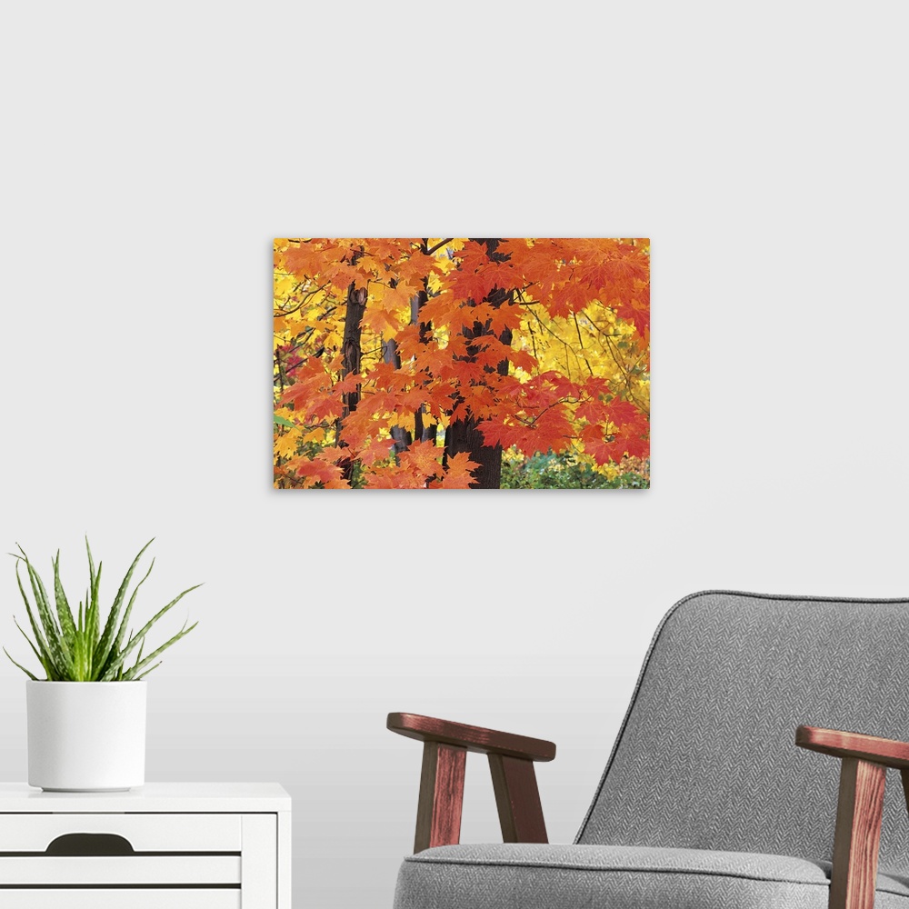 A modern room featuring Autumn Leaves, Pepper Pike, Ohio, USA