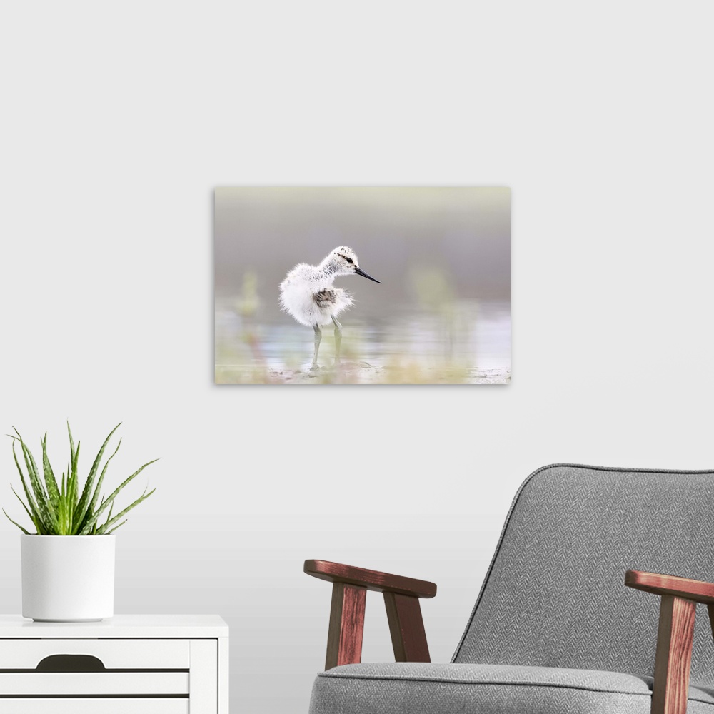 A modern room featuring Baby Avocet.