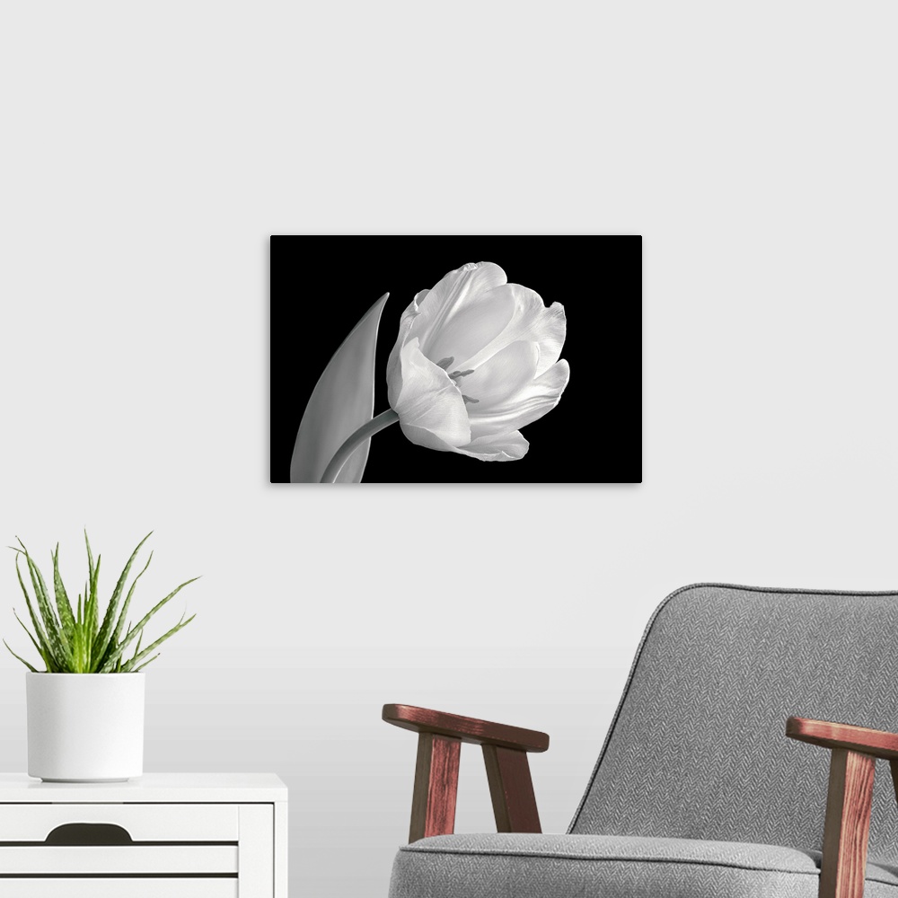 A modern room featuring Back and white image of tulip