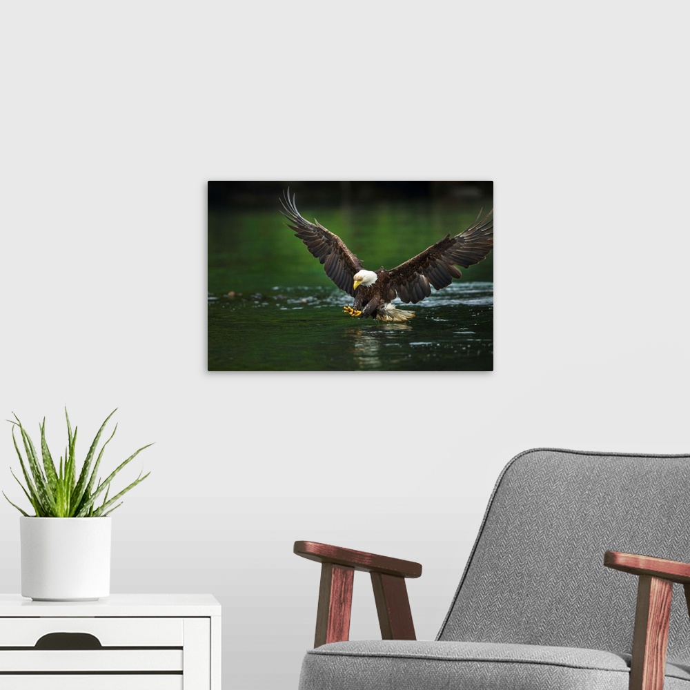 Bald Eagle Gallery Wrapped Canvas – Wild Wings