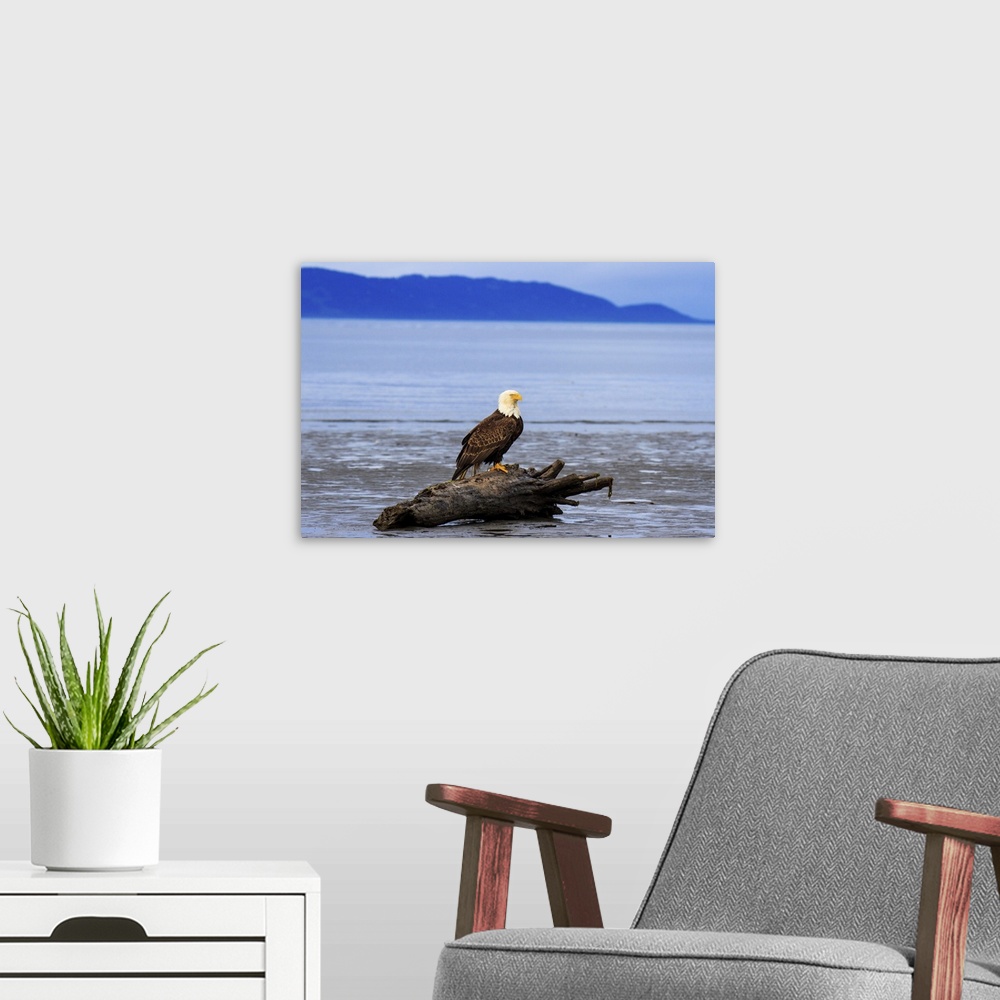 A modern room featuring Bald eagle resting on Bishops Beach in Homer Alaska, USA.