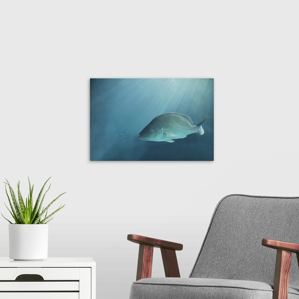 A modern room featuring Big fish after a small fish, Miami, Florida