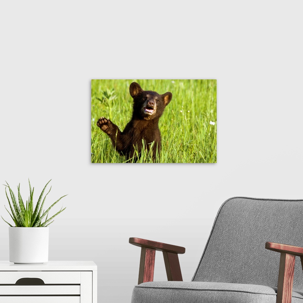 A modern room featuring Black bear cub in green grass