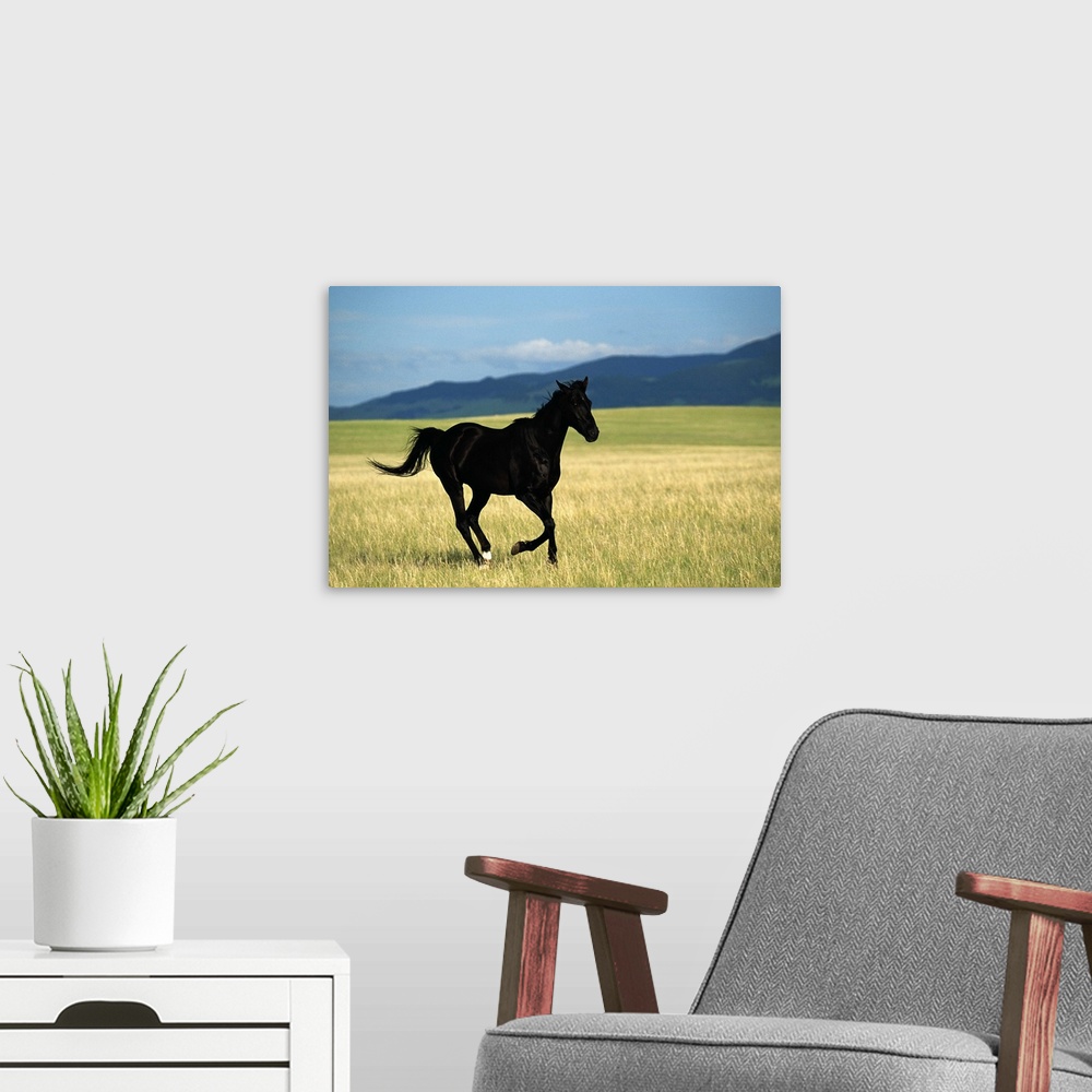 A modern room featuring Black stallion running in meadow