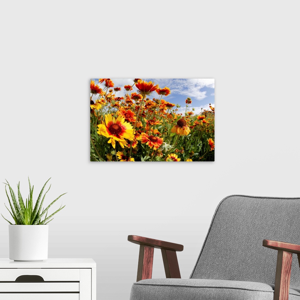 A modern room featuring Blanket Flowers