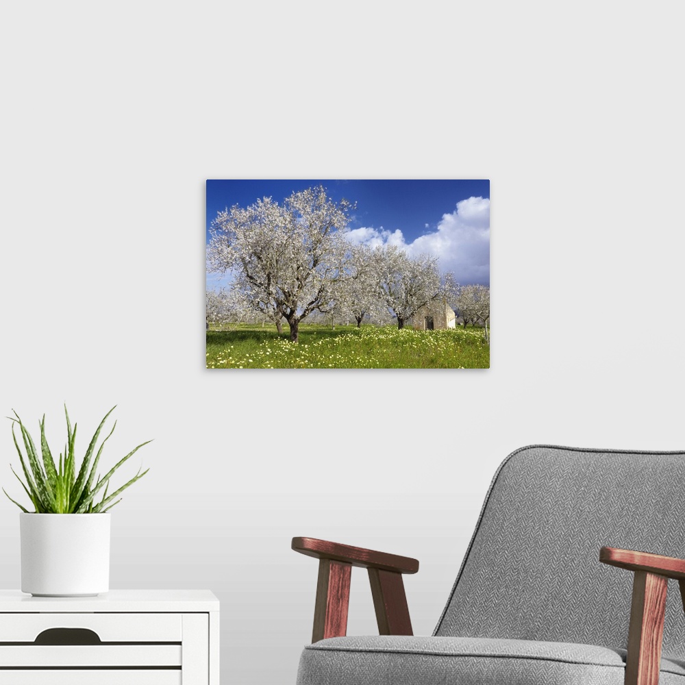A modern room featuring Blossoming almond trees, (Prunus triloba)