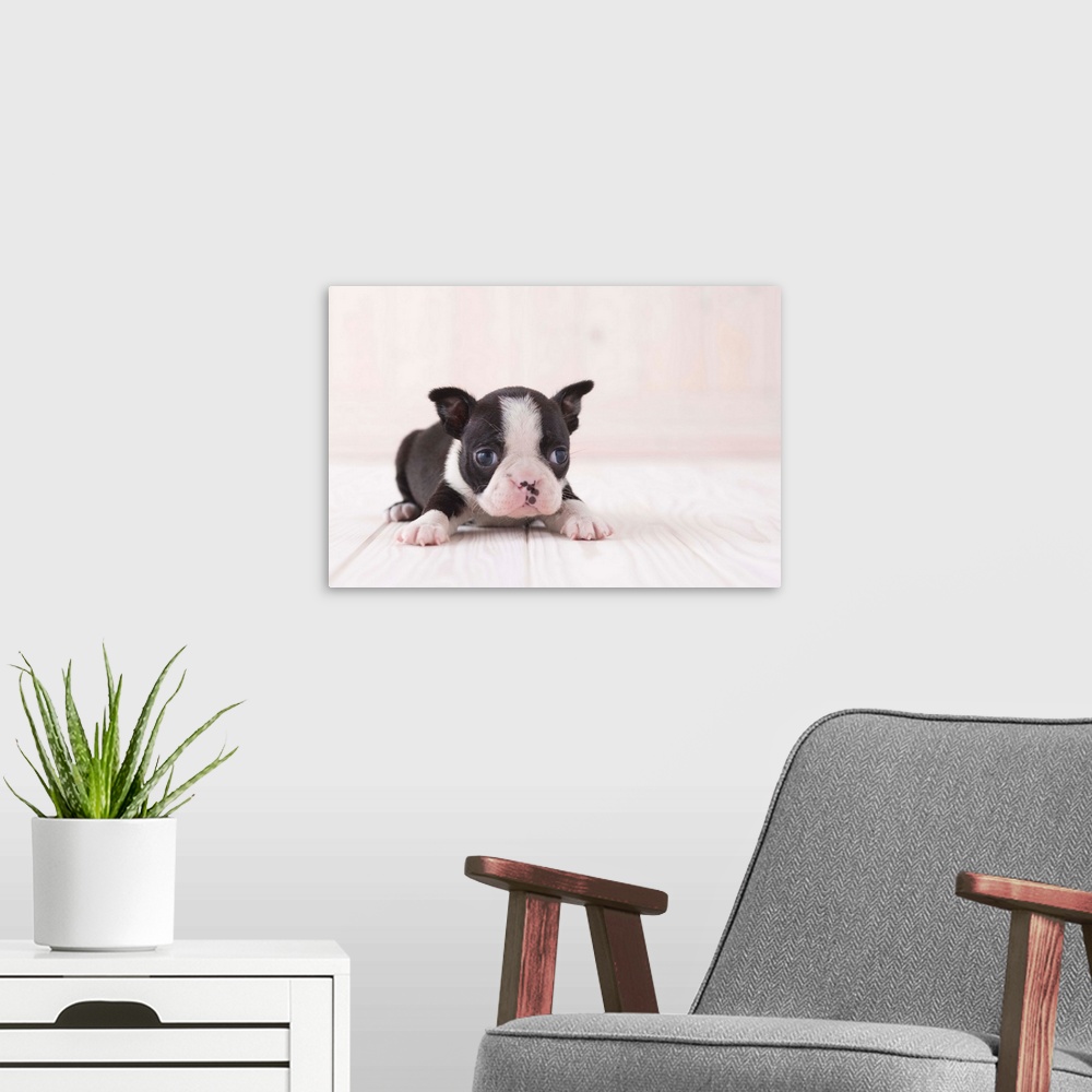 A modern room featuring Boston terrier lying down