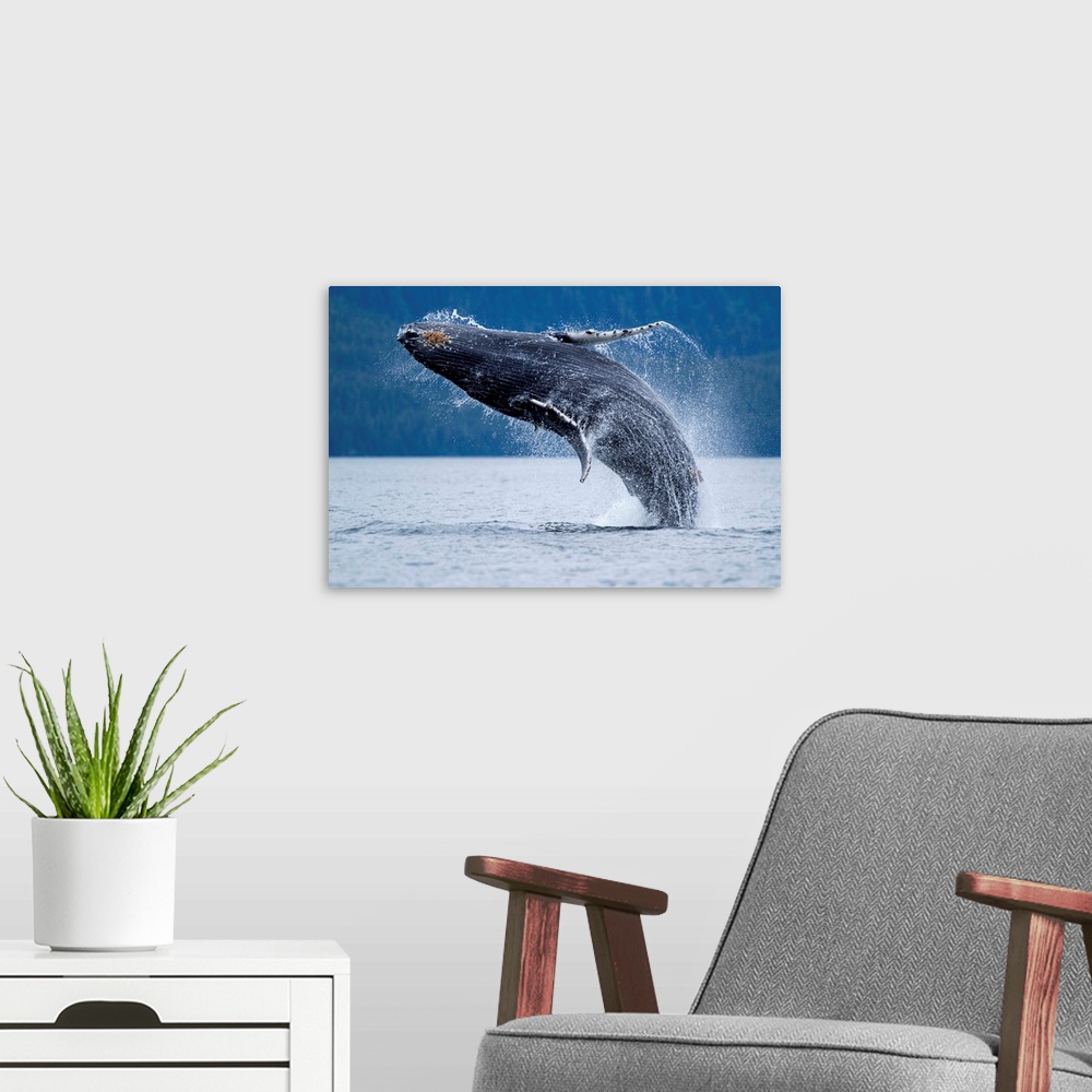 A modern room featuring USA, Alaska, Tongass National Forest, Young Humpback Whale Calf (Megaptera novaengliae) breaching...