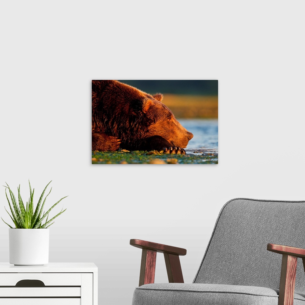 A modern room featuring USA, Alaska, Katmai National Park, Coastal Brown Bear (Ursus arctos) resting along salmon spawnin...