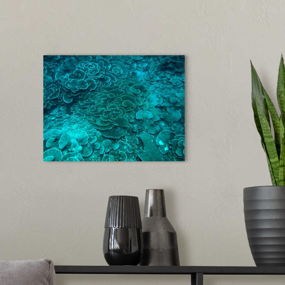 A modern room featuring Cabbage coral reef in beautiful turquoise color.